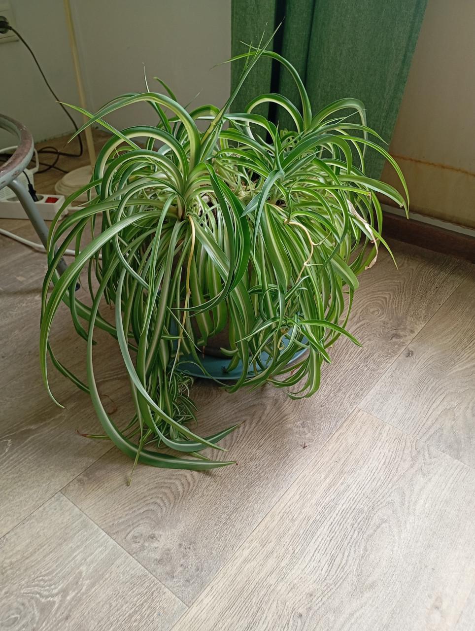Kamerplanten