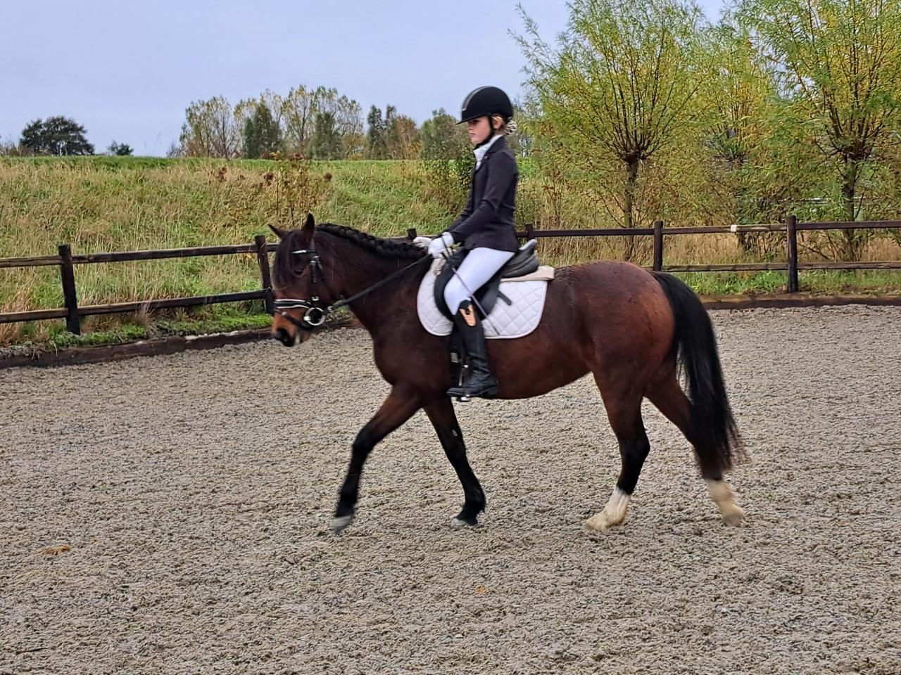 Knappe C pony merrie