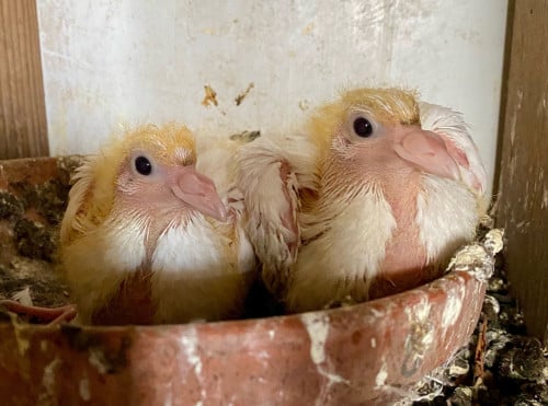 2 witte postduiven piepers