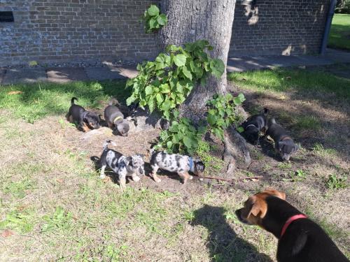 Jack russel pups