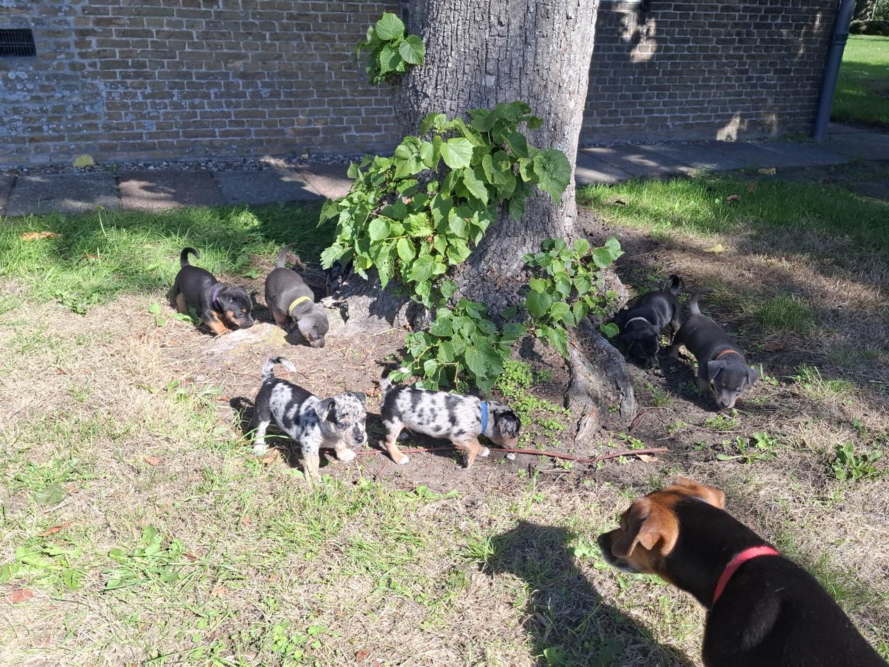 Jack russel pups