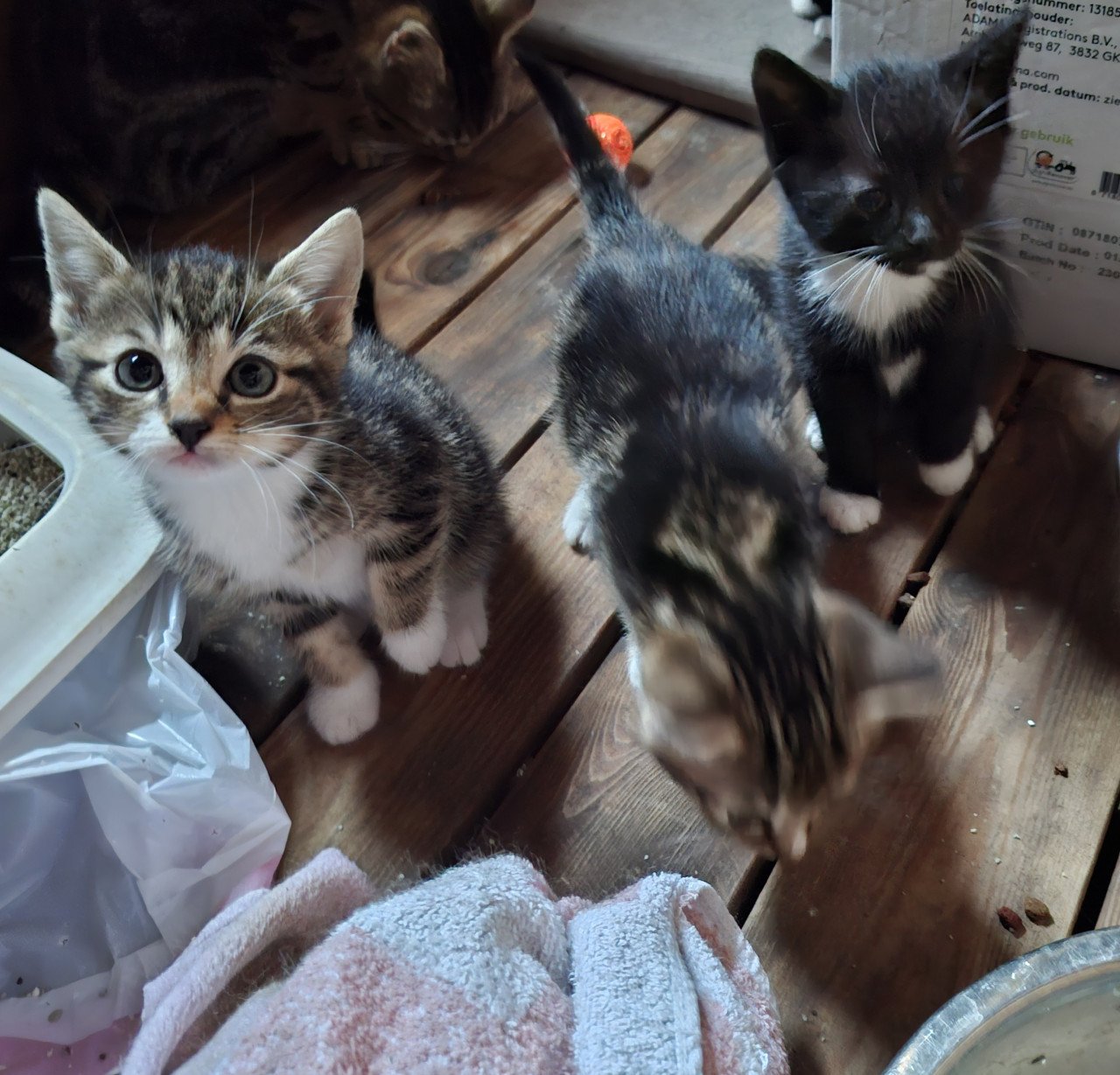 Kittens, alleen nog twee zwart/ witte beschikbaar)