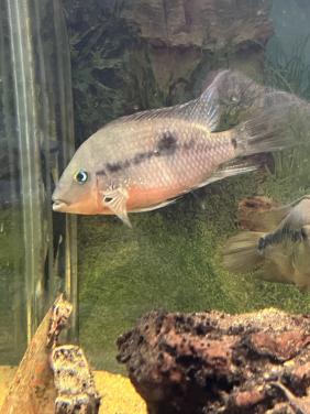 Te koop vuurkeel cichliden man