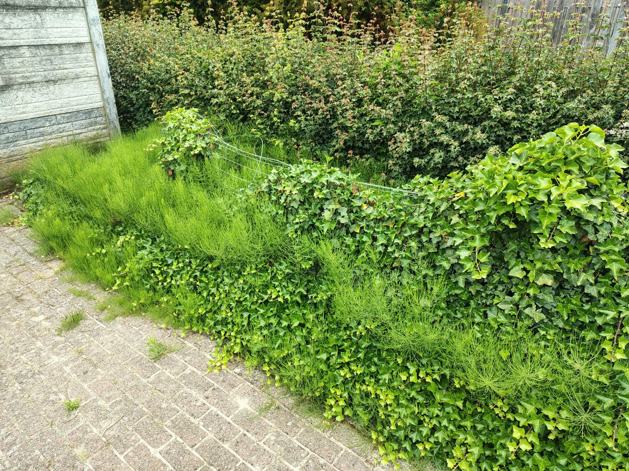 SCHOLIER 15-17 jr voor 1 dag onkruid wieden
