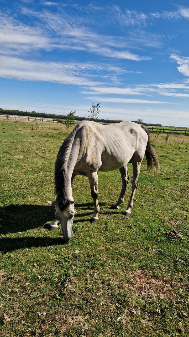 Ruin schoft 1,60mtr  franse volbloed