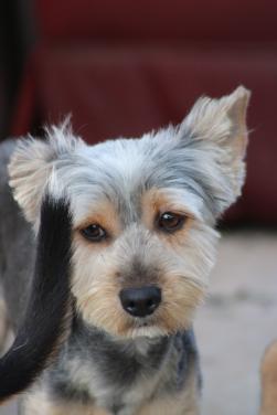 Alora Dog Rescue: Donny, deze lieverd zoekt een baasje