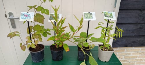 Diverse planten in grote potmaat! Loganbes, rozen, klimplanten.. €4,- p/st.