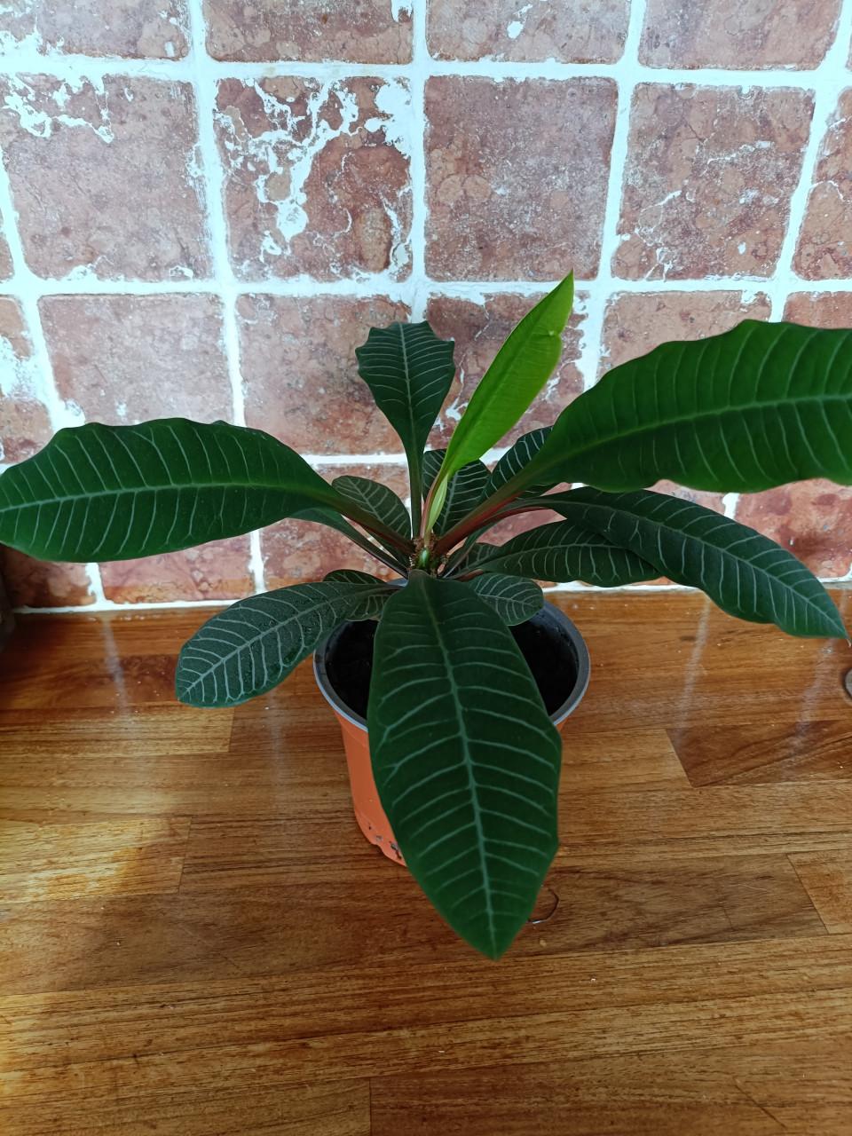 Madagascar Jewel plant binnen