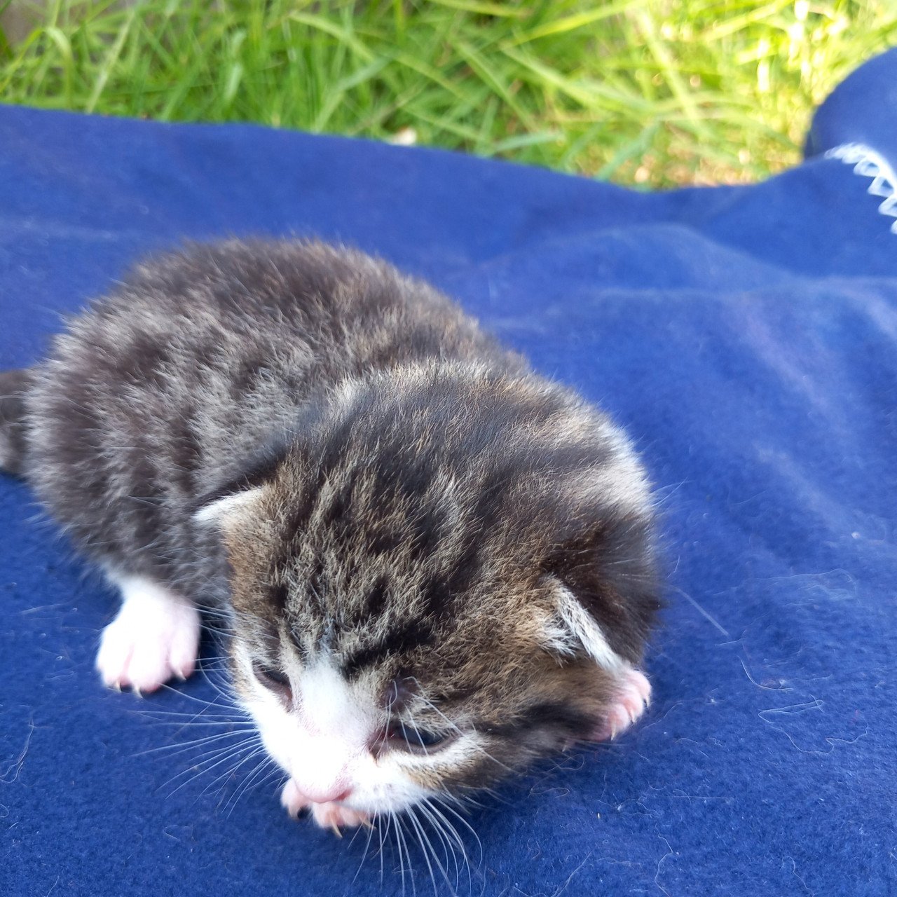2 prachtige nestjes kittens