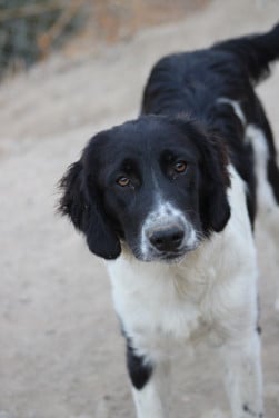Alora Dog Rescue: Mike, wie geeft hem een mand?