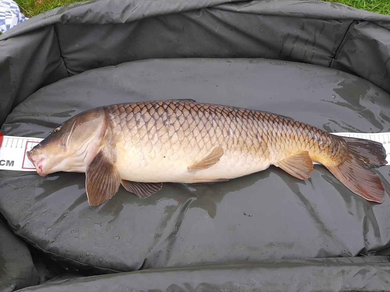 KOOP je visvergunning voor 2026 bij Karpervisserij Koudekerke € 17,50