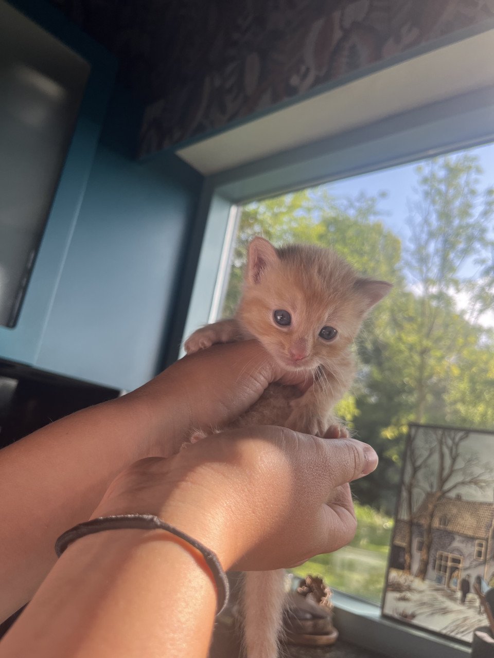 Kittens