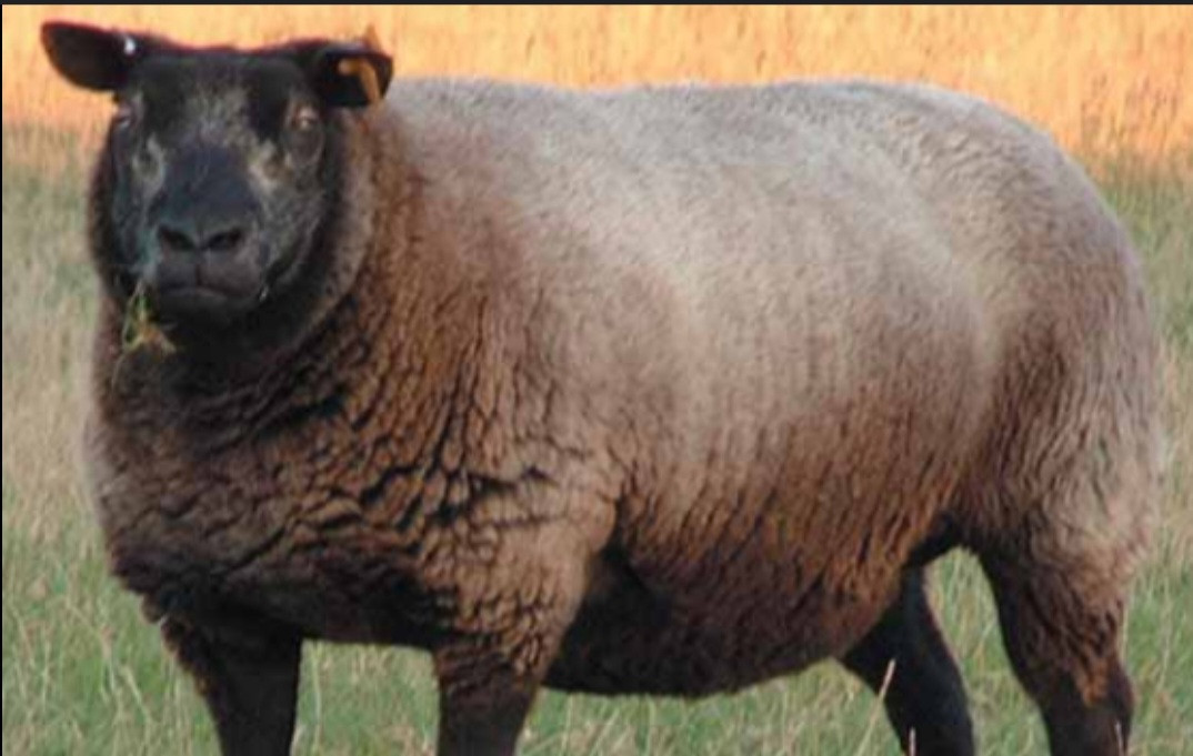 Bonte witte zwarte schapen schaap ram ooi