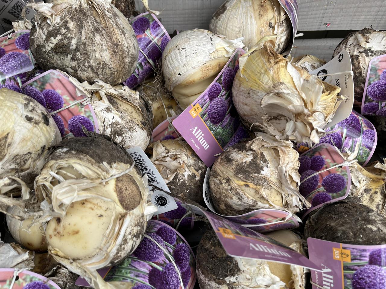 Bloembollen 50% korting