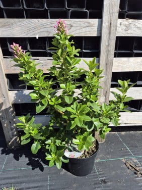 Escallonia 'Pink Elle'
