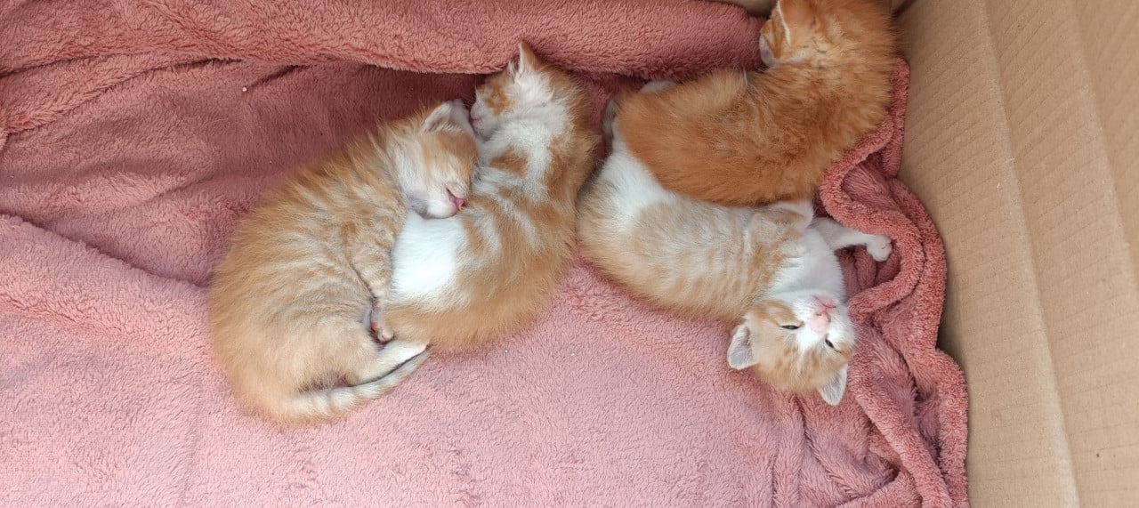 Kittens