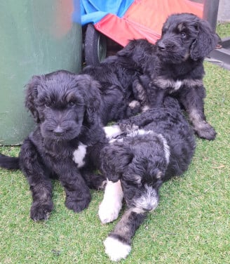 Bernedoodles One love