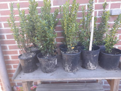 Buxus