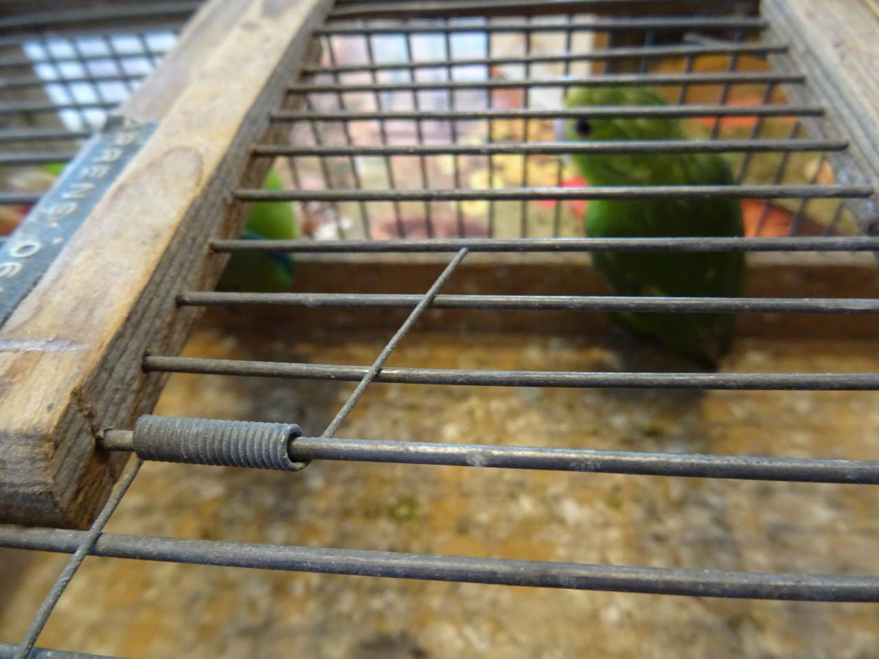 Te koop koppeltje Forpus groenstuit  dwerg papegaai broedrijp tijdelijk GER