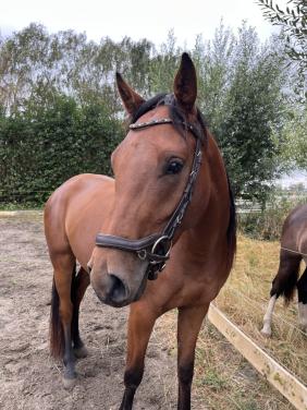 3 jarige ruin