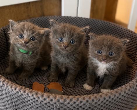 Ragdoll x nebelung kittens