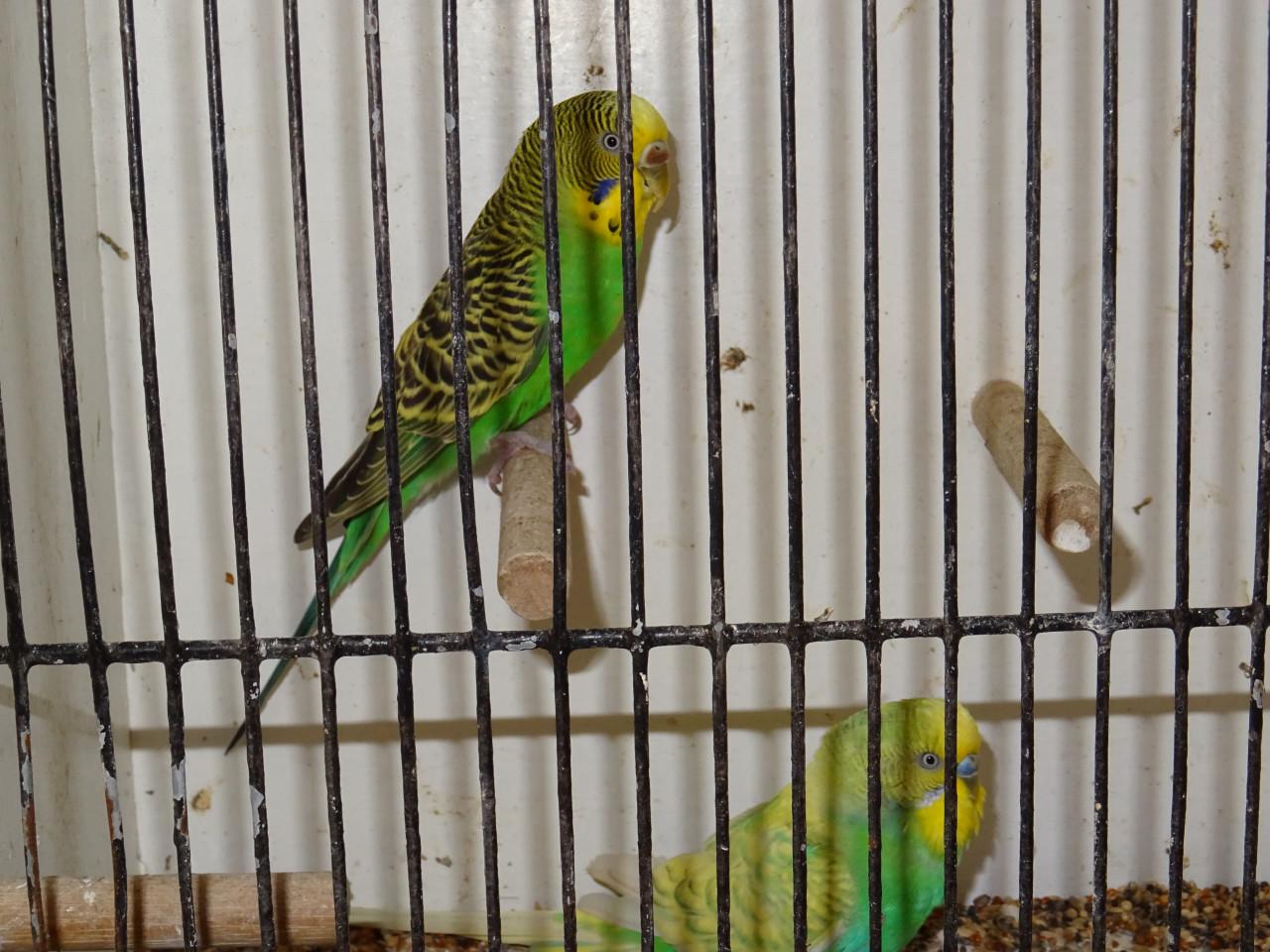 Te koop mooi koppeltje grasparkietjes broedrijp