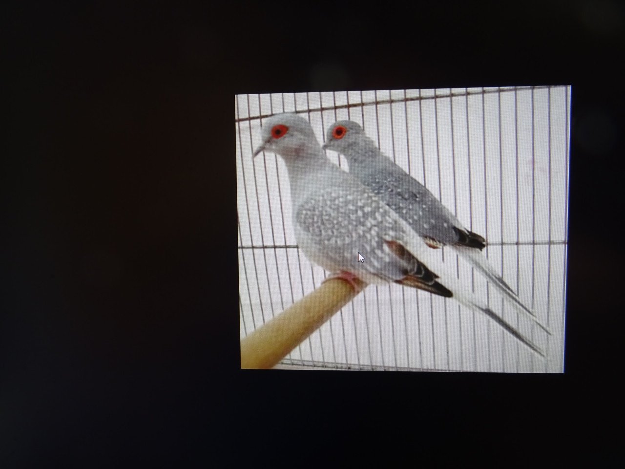 Te koop koppel diamantduifjes  broedrijp en een losse man !