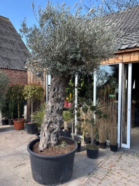 Olijfboom 115 cm omtrek hoogte +300 cm