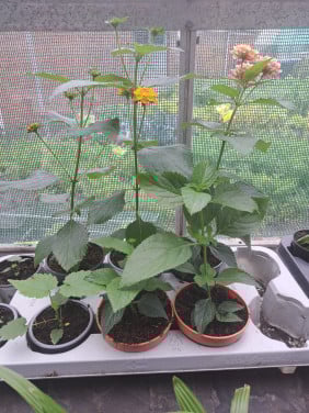 Verschillende tuinplanten