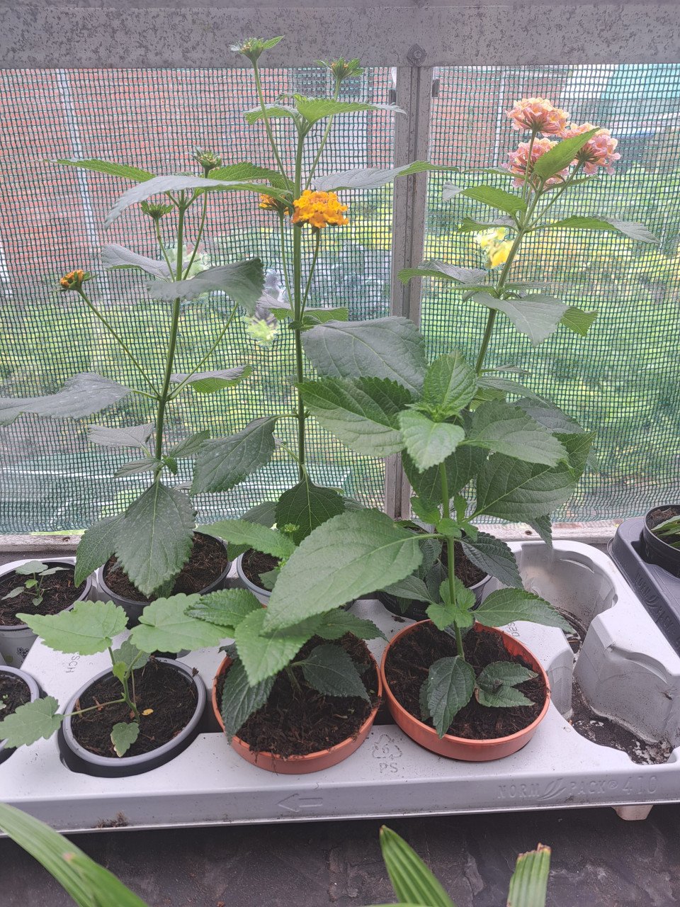 Verschillende tuinplanten