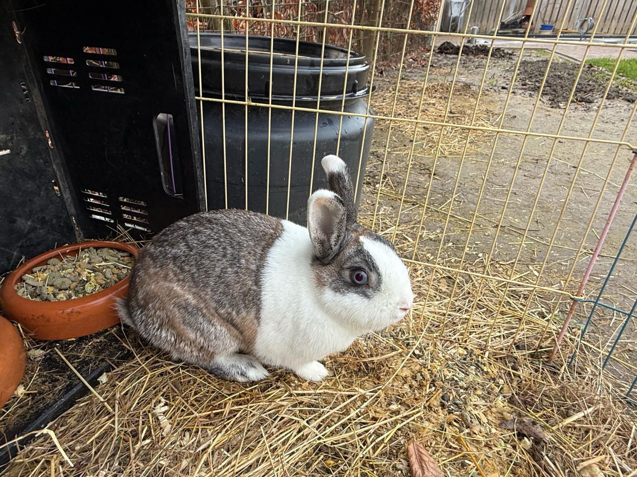 Vrouwtejs konijn bijzonder