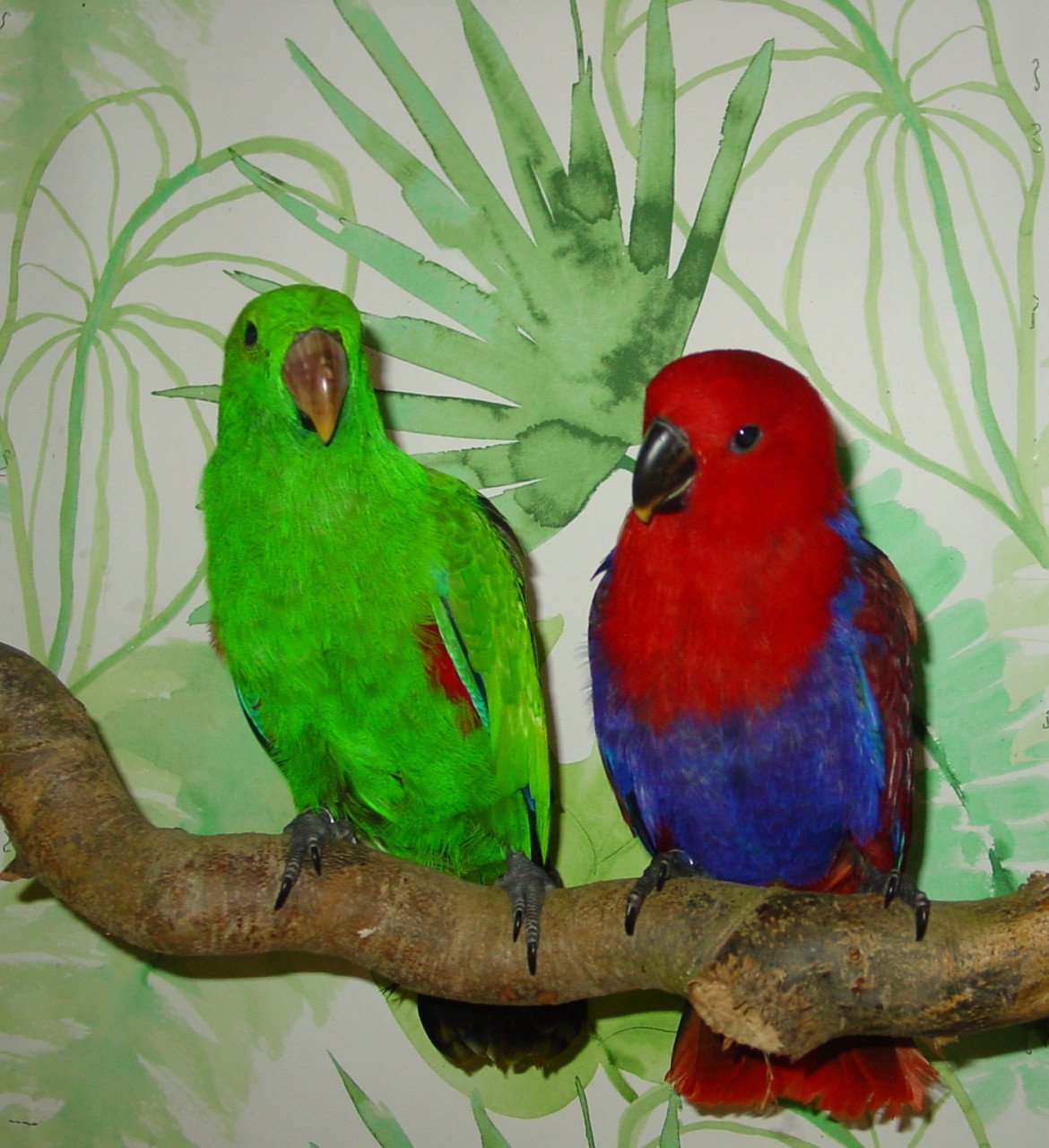 Papegaaien, aangeboden handtam en natuur kweek vogels