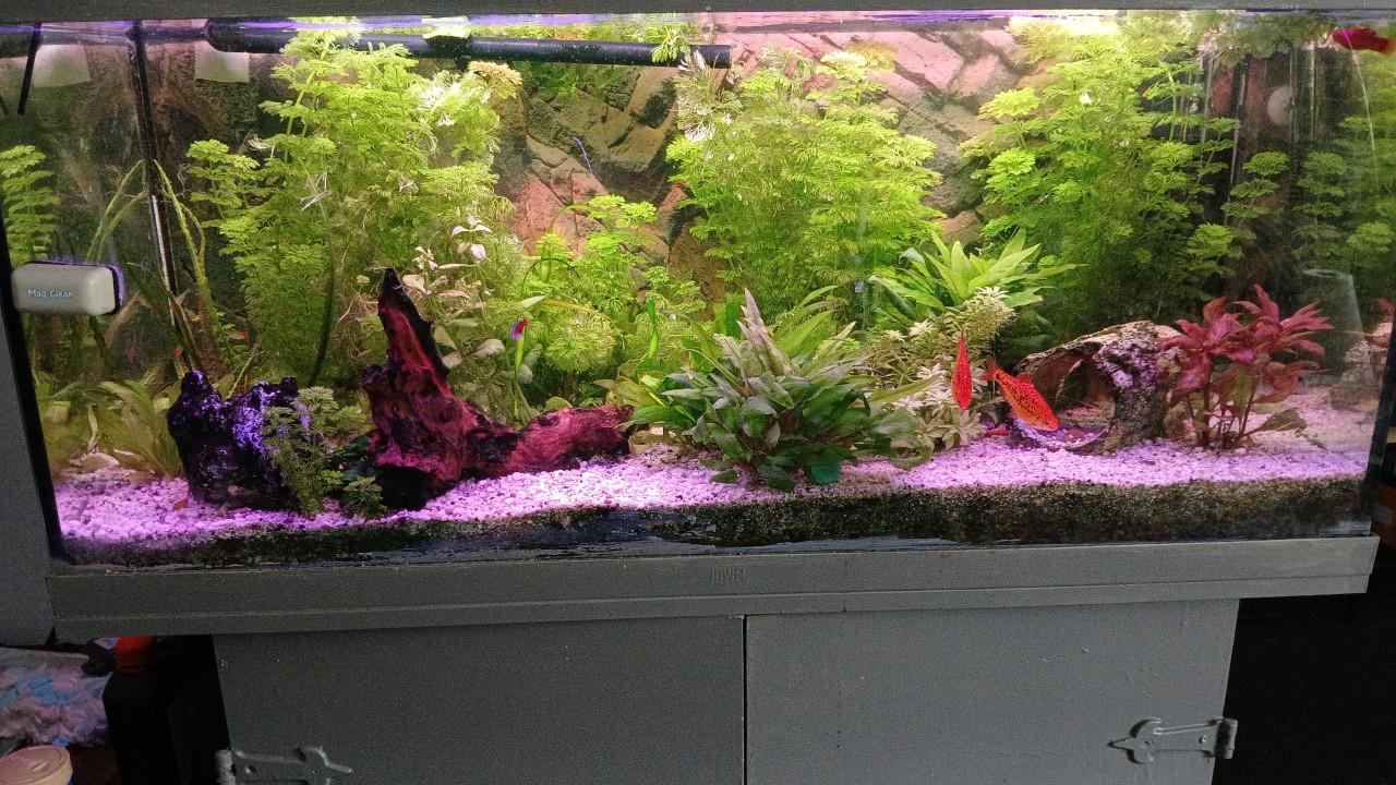 Aqarium
