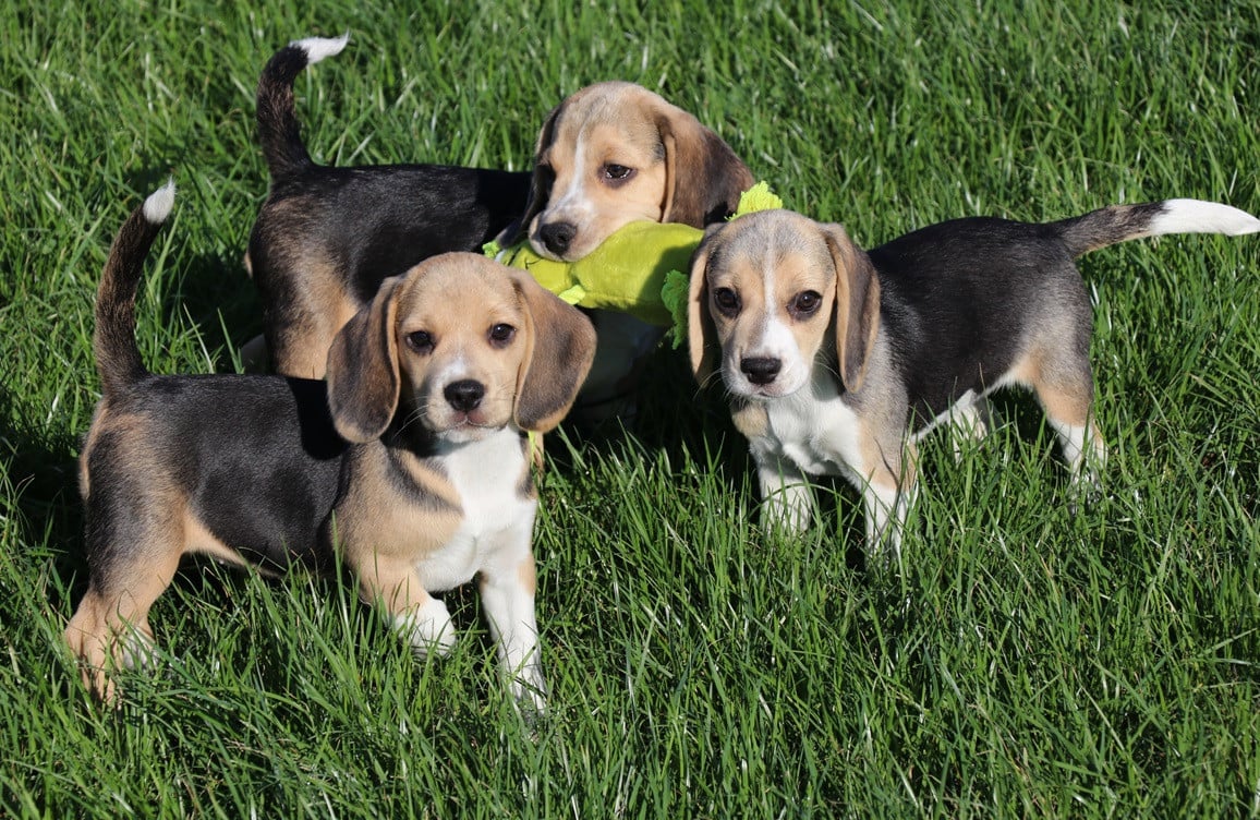 Beagle pups