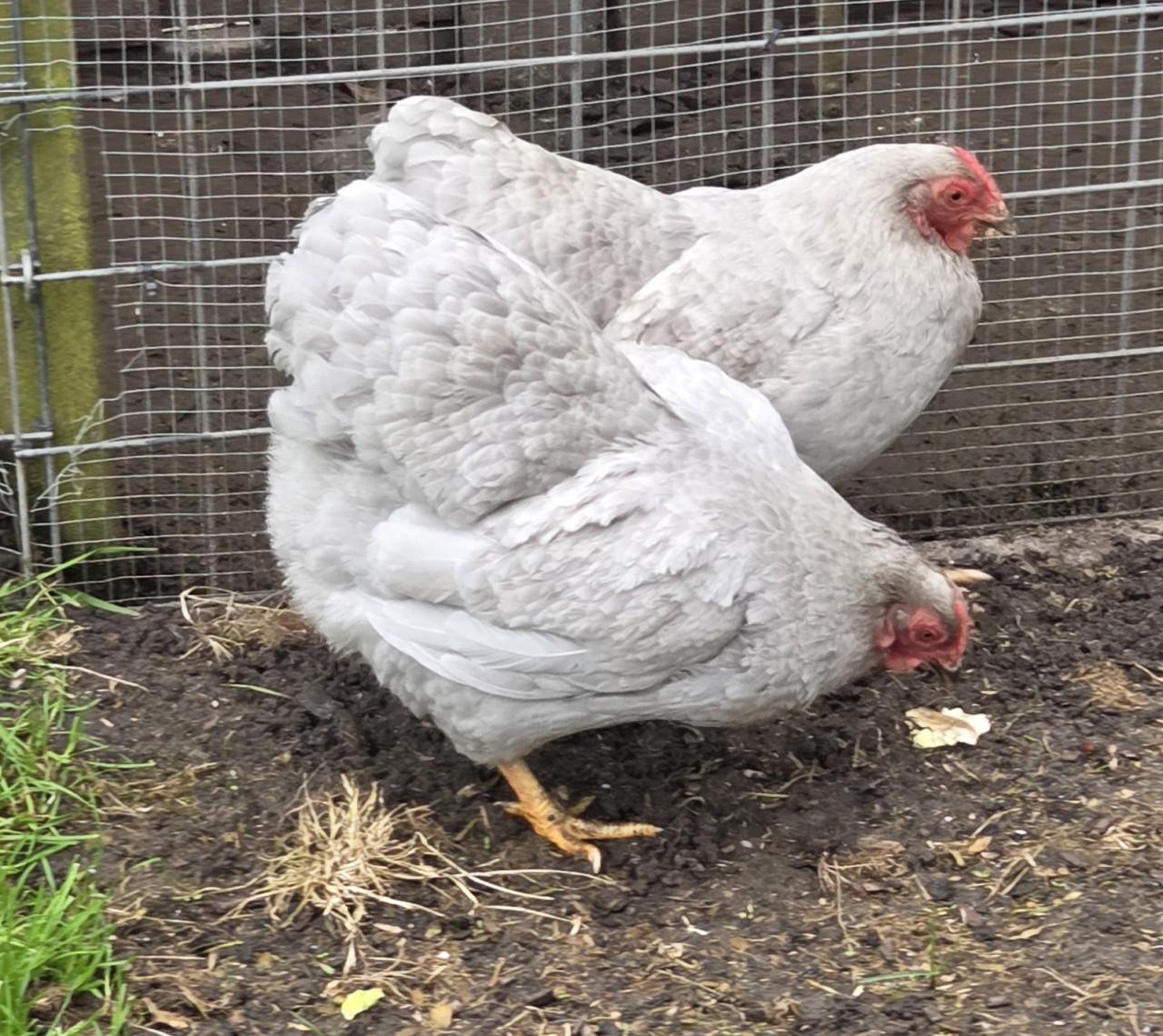 2 wyandotte kriel hen + New hampshire haan