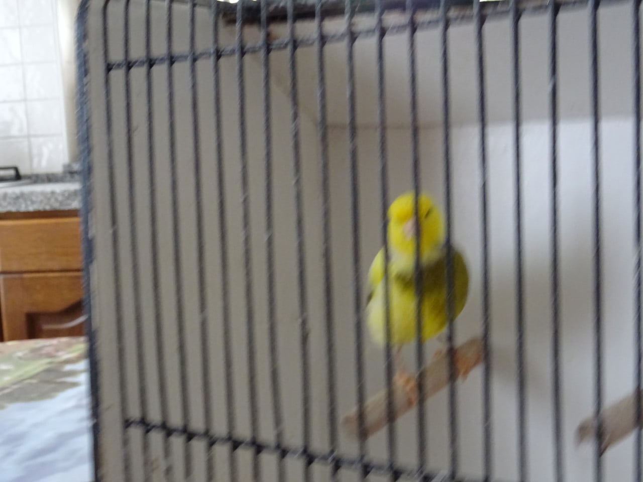 Te koop super mooie bonte zang kanarie