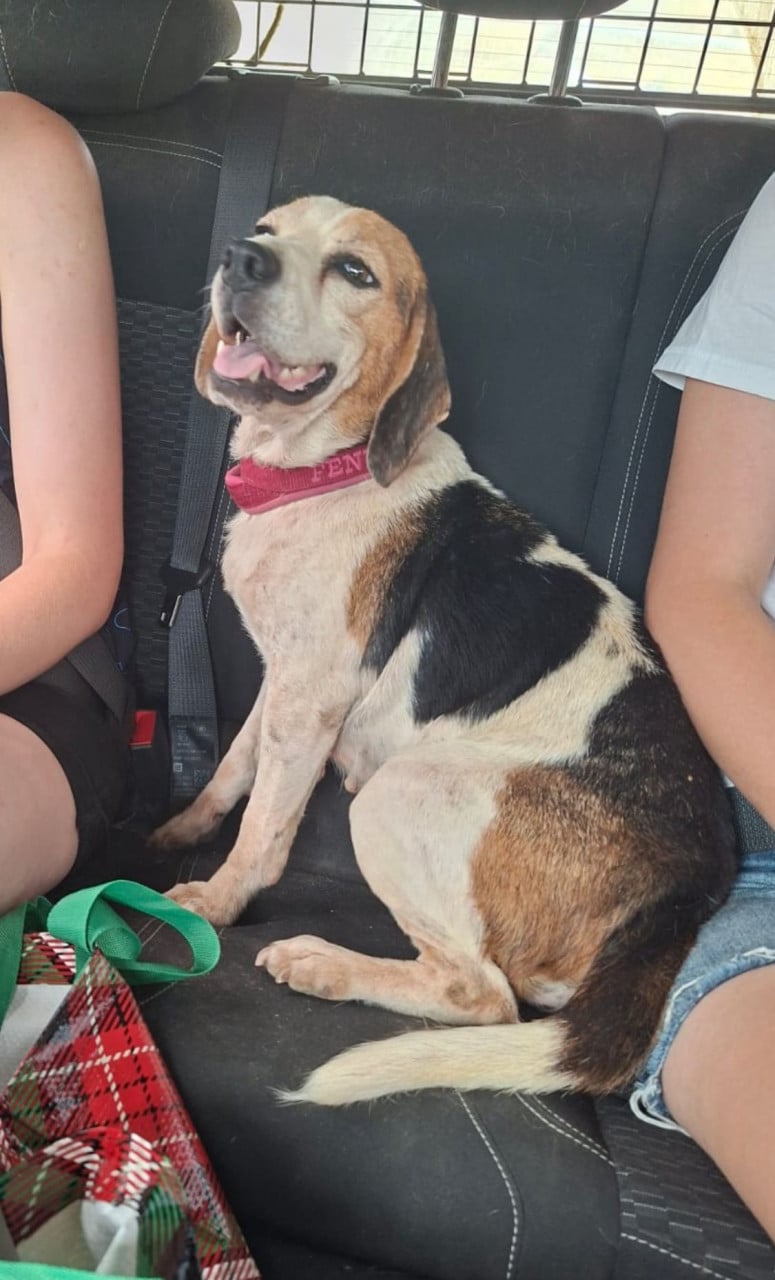 Superlieve Beagle Betsy zoekt een heel lief baasje!