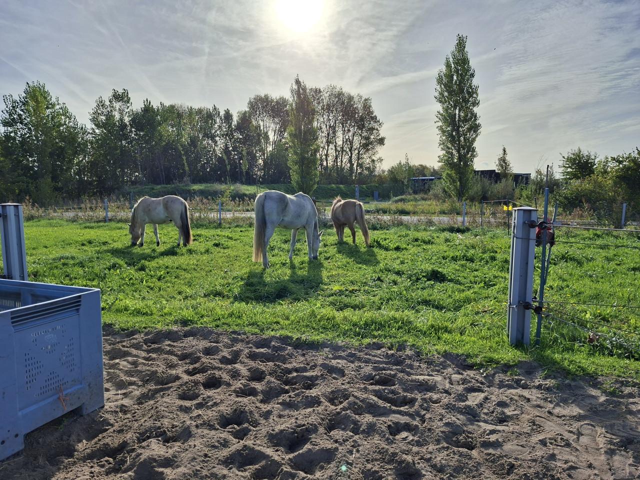 Plekje vrij paddock paradise