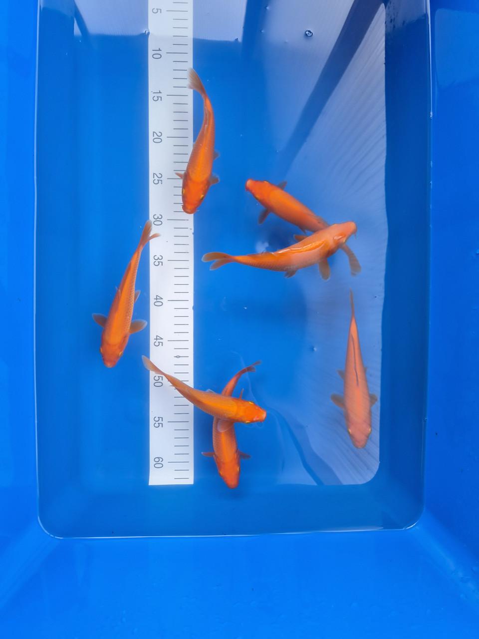 Koningsdag benigoi aanbieding