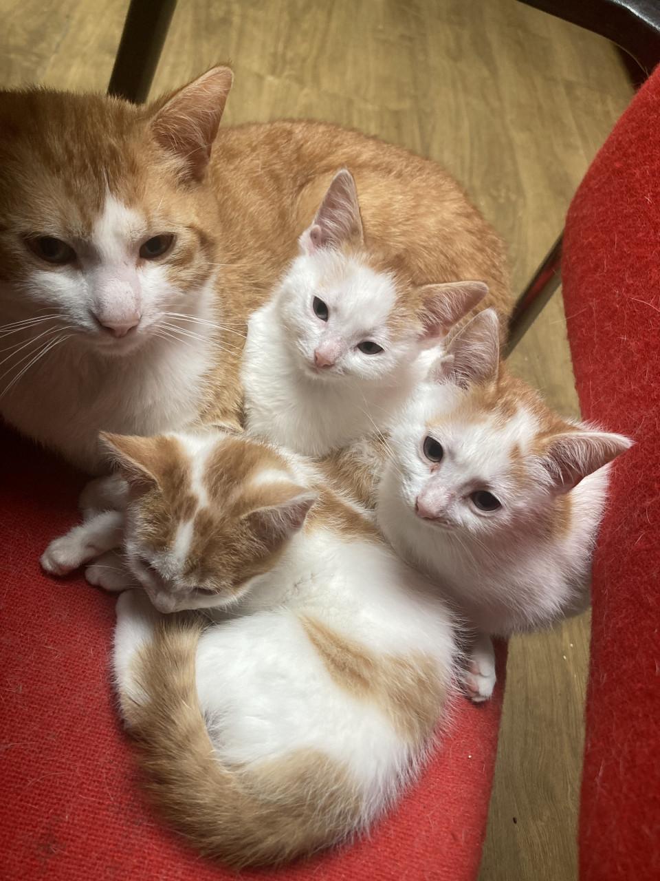 Kittens
