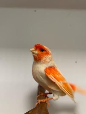 2-5 rood mozaiek kanaries