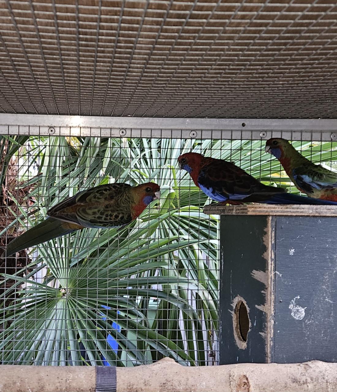 Rosella 's