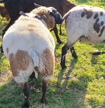 Schapen schaap ram ooi bont dekram