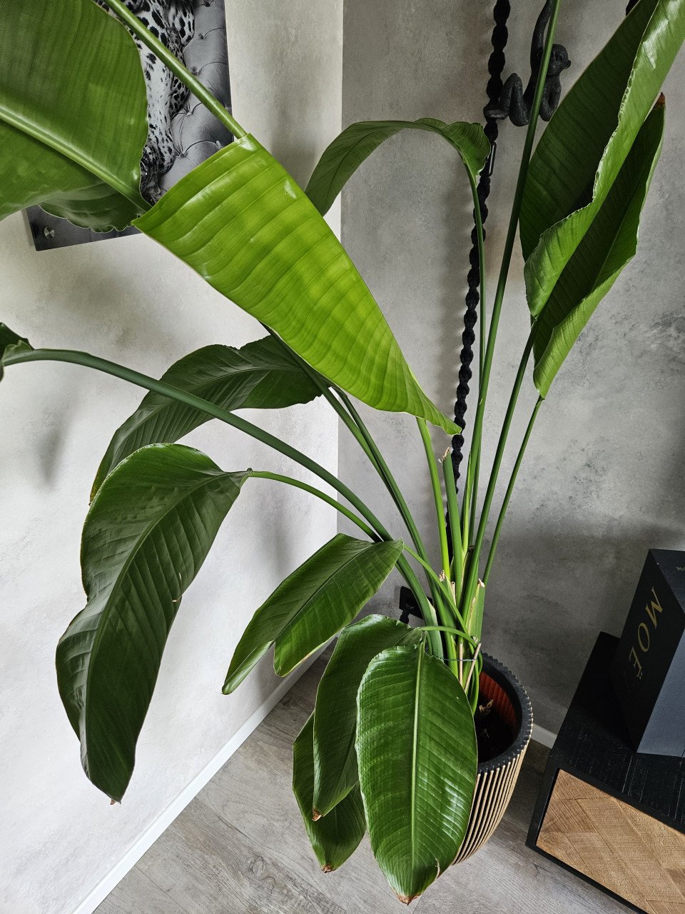Strelitzia binnenplant groot 2 meter