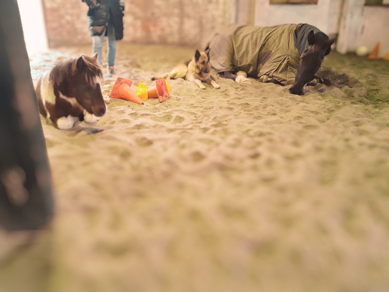 Familieopstellingen met paarden