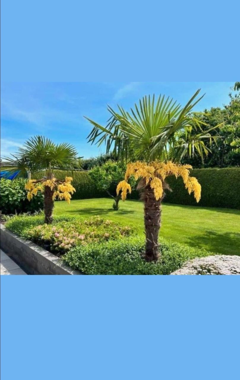 Palmboom plantjes (Trachycarpus fortunei)