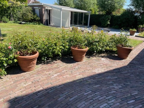 3 kunststof bloempotten incl rozen struik