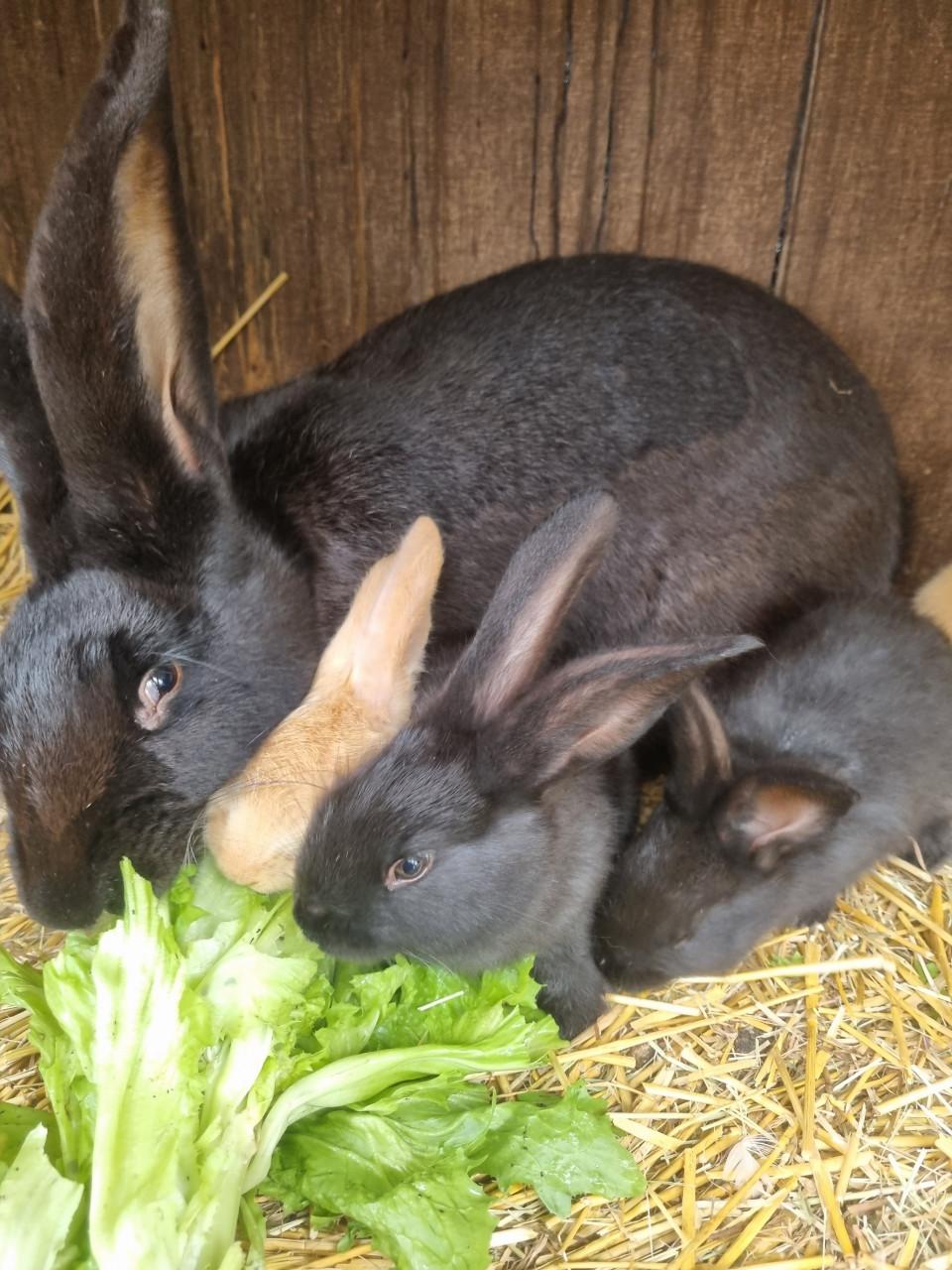 Vlaamse reus konijntjes