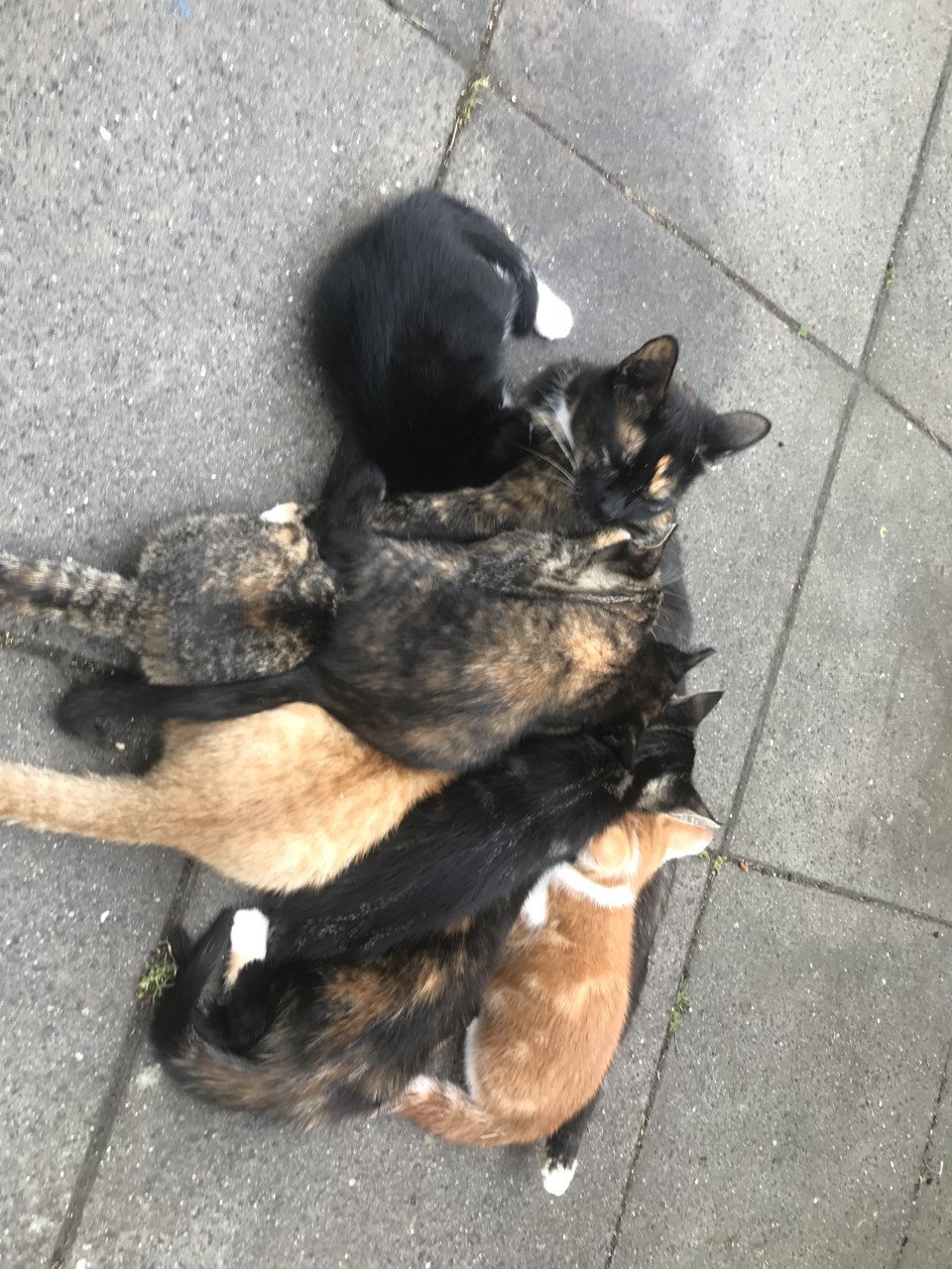 Kittens op zoek naar gouden mandje