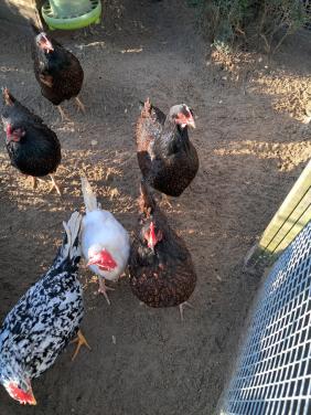 2 Dubbelgezoomde barnevelders te koop